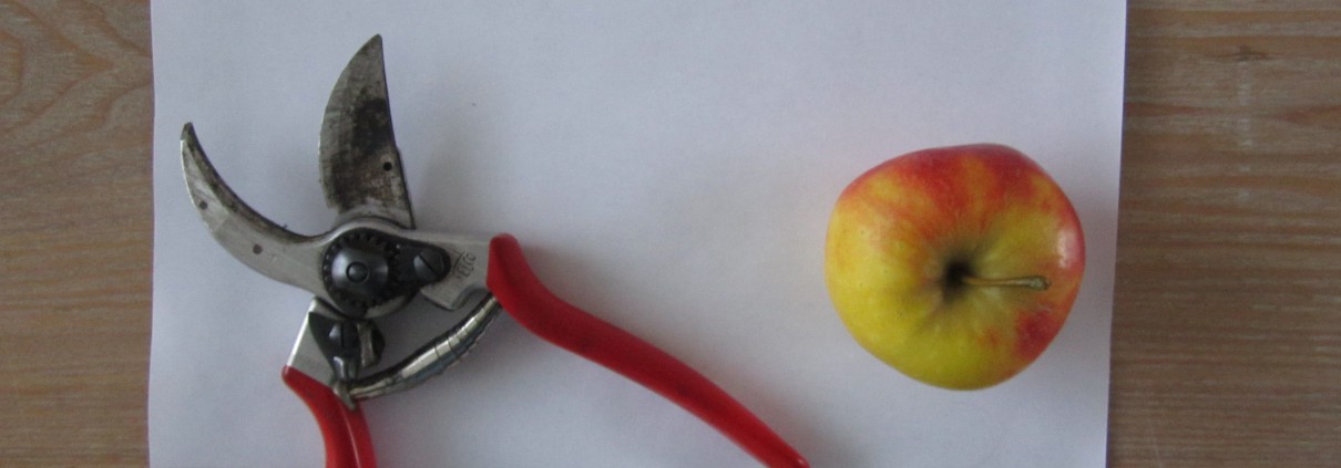 Fruitbomen snoeien