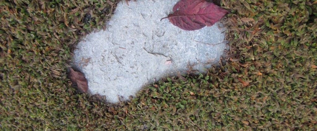 leptinella groenblijvende wintergroene bodembedekker