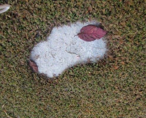leptinella groenblijvende wintergroene bodembedekker