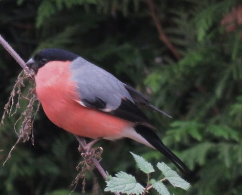 Goudvink in de tuin