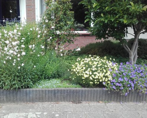 Ontwerp beplanting
