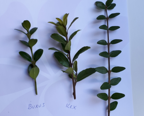 vergelijken buxus vervangers
