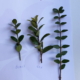 vergelijken buxus vervangers